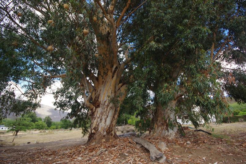 3 Bedroom Property for Sale in Piketberg Rural Western Cape